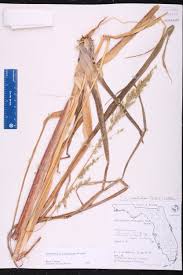 Image result for Pogonochloa