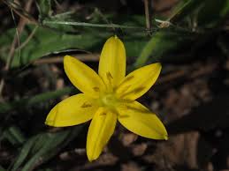 Image result for Hypoxis nyasica