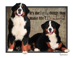 They are very intelligent, but needs patient, consistent training. Maharaja Bernese Bernese Mountain Dog Dog Quotes Berner Mom