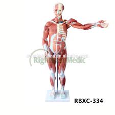 Check spelling or type a new query. 80cm Human Muscle Model Male 27 Parts Human Muscle Anatomy Model Buy Human Muscle Model Human Muscle Anatomy Model Male Muscle Anatomy Model Product On Alibaba Com