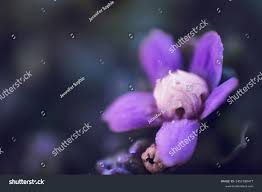 Image result for Raphionacme hirsuta