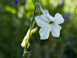Image result for Turbina longiflora