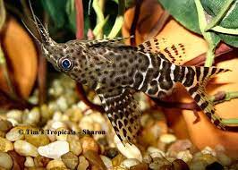 Upside Down Catfish Synodontis Nigriventris Aquarium Tropical Fish From Tropical Fish And Aquariums Upside Down Catfish Freshwater Aquarium Fish Aquarium Fish