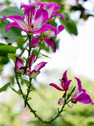 Image result for Bauhinia purpurea