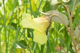 Image result for Azanza lampas