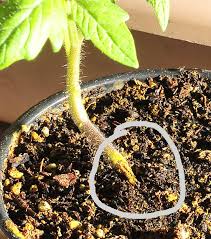 Image result for tomato seedling damping off