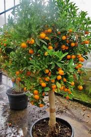 Hier stoßen aber auch sprachgebrauch und. Grossen Orangenbaum Zitronenbaum Citruspflanzen Shop Kaufen