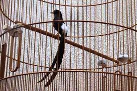 Seluruh produk sangkar burung murai batu no 2 telah terakurasi dengan baik sehingga menawarkan kualitas yang terbaik dengan promo dari lazada sehingga membuat. 8 Cara Beternak Murai Batu Di Sangkar Gantung Arenahewan Com