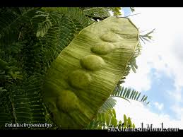 Image result for Entada chrysostachys
