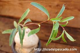 Image result for Raphionacme madiensis