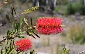 Image result for Myrtaceae