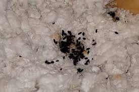 Image result for squirrel poop