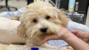 View labrador retriever for sale in los angeles. Miracle Dog Doing Well After International Rescue Owners Unknown