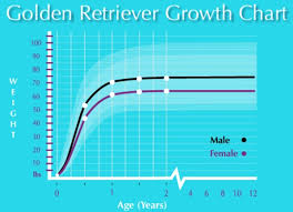 Golden Retriever Growth Chart Best Picture Of Chart