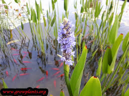 Image result for Nesaea cordata