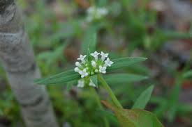 Image result for Mitrasacmopsis