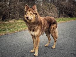 Find your perfect stud dog today, free to advertise, free to join, browse over 16800 stud dogs now. Tamaskan Dog Register Tdr Inc Twitter