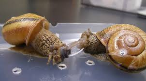 Some species live near warm tropical reeds, while others scavenge at the bottom of the sea. Love Hurts What Happens When Snails Stab Their Mates