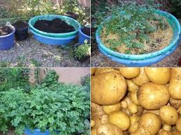 How To Make Diy Kiddie Pool Potato Patch How To Instructions How To Instructions Veggie Garden Plants Container Gardening