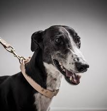 There are quite a few myths around owning one of these animals that need dispelling. The Cult Of The Greyhound Verve Magazine