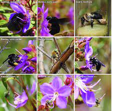 Both abiotic and biotic factors determine both where an organism can live and how much a population can grow. Bees Foraging On Rhynchanthera Grandiflora Legitimate Flower Visitors Download Scientific Diagram