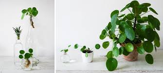 Bouturage Les Differentes Techniques Pour Faire Pousser Vos Plantes