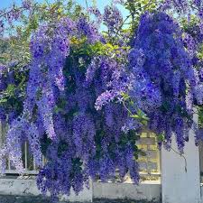 Image result for Petrea volubilis