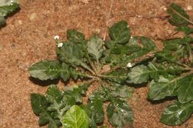 Image result for Elytraria acaulis