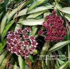 Variegated Hoya Wayetii Hoya Plants Planting Flowers Little Garden