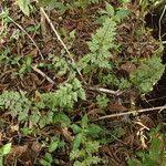 Image result for Asplenium buettneri