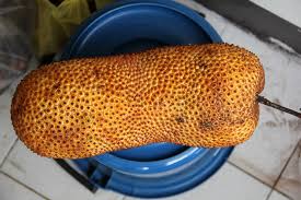 Find more about buah cempedak, the meaning of buah cempedak and translation of buah cempedak from indonesian to english on kamus.net. Exotic Fruit Southeast Asian Cempedak