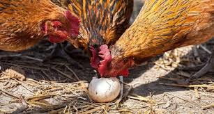 Cusca pentru gaini (1 nivel ) 2 compartimente/ 200 cm dimensiuni: GÄƒinile Voastre IÈ™i MÄƒnancÄƒ OuÄƒle 10 Moduri De A Stopa Acest Comportament Agroland