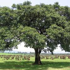 Image result for Cordia pilosissima