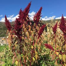Image result for Amaranthus cruentus