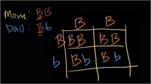 What percent of the offspring will be totally heterozygous? Worked Example Punnett Squares Video Khan Academy