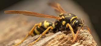 You can do this effectively using nest drenching, nest dusting, or a. How To Make Your Maryland Yard Less Appealing To Wasps And Hornets