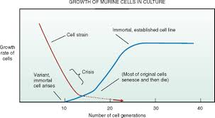 Check spelling or type a new query. 3t3 Cell Line An Overview Sciencedirect Topics