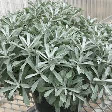 Image result for Artemisia sp.no.1