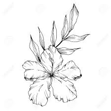 See more ideas about tropical flowers, flowers, planting flowers. Vector Tropical Flowers And Leaves Isolated Black And White Royalty Free Cliparts Vectors And Stock Illustration Image 129267731