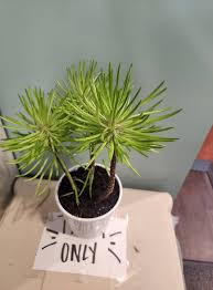 Image result for Senecio barbertonicus