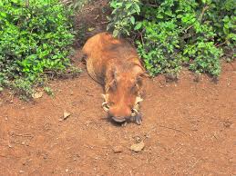 Lynn Kesterson-Townes