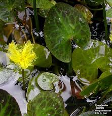 Image result for Menyanthaceae