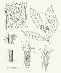 Image result for Voacanga pachyceras