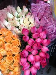 Same day delivery across the united states Roses At Louisville Costco 16 99 For Two Dozen Gorgeous Rose Flowers Plants