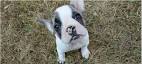 French Bulldog puppies price range. How much do French ...
