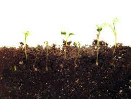 Filmmaterial zu „macro seed growing time lapse of new life with sun flare. Shutterstock