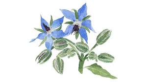 Image result for Borago officinalis