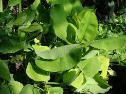 Image result for Limnocharitaceae