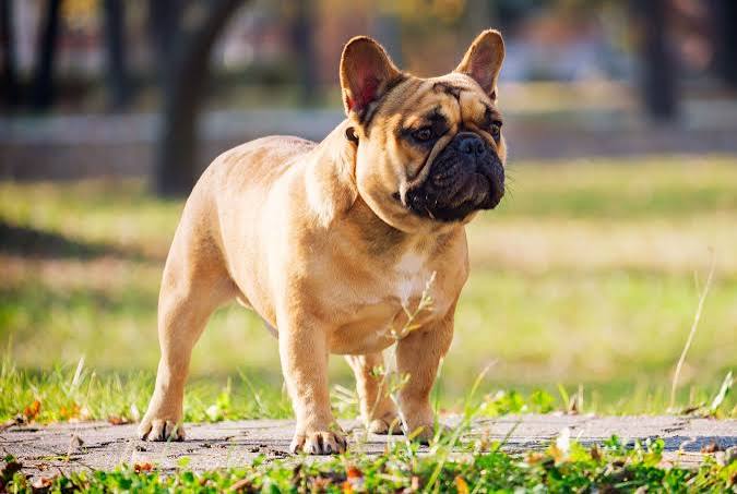 French Bulldog | Size, Lifespan, Colors & Health Issues | Britannica