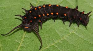 Black And Red Caterpillar Maine Pipevine Swallowtail Battus Philenor Caterpillar Caterpillar Insect Collection Swallowtail Butterfly